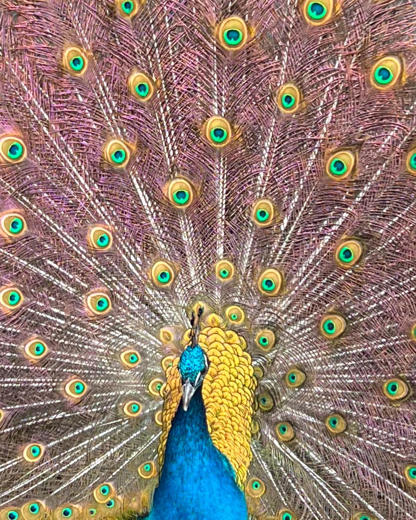 Peacock